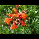 Blüten des Granatapfels